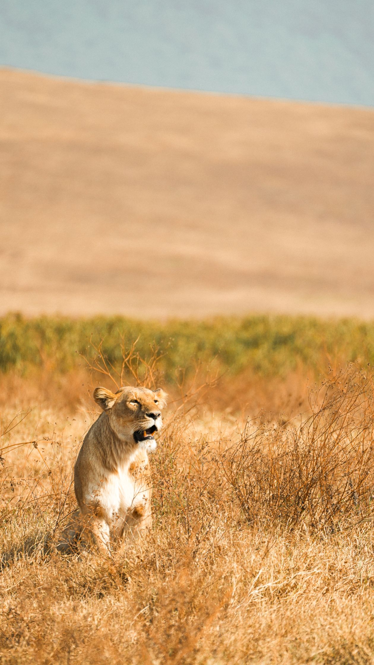 Lioness resting in the grass of the Ngorongoro Crater in Tanzania