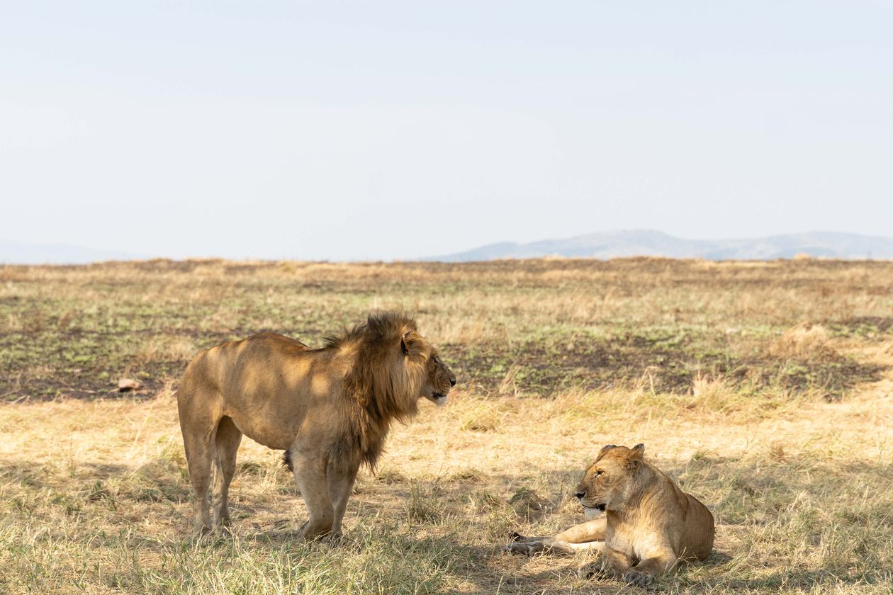 Lions resting in the golden grass of the Serengeti during the dry season