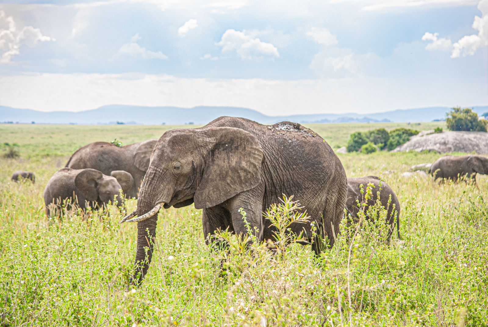 Elephant herd walking across the golden savanna in Tanzania