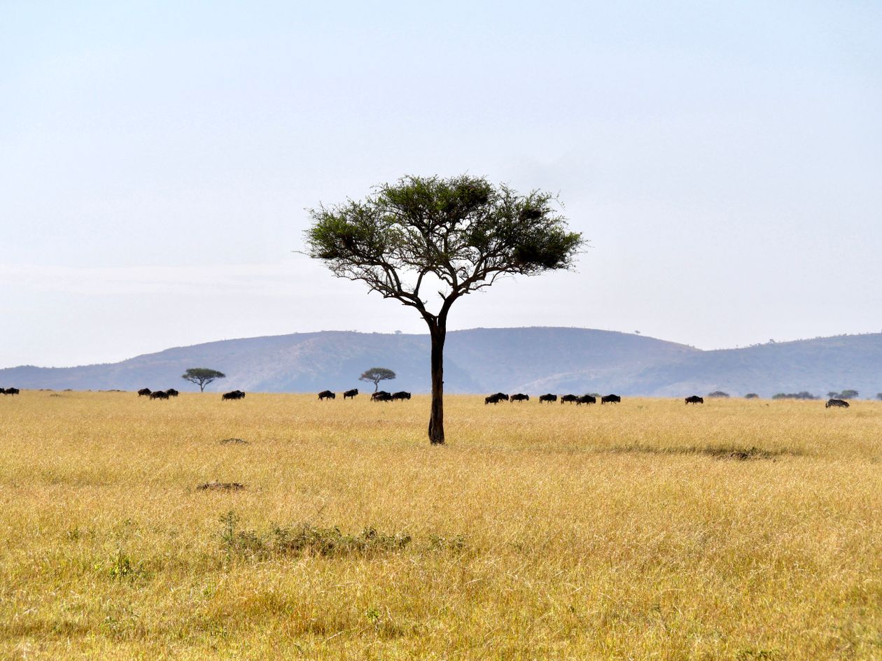 Serengeti plains with solitary acacia tree and wildebeest herd in Tanzania