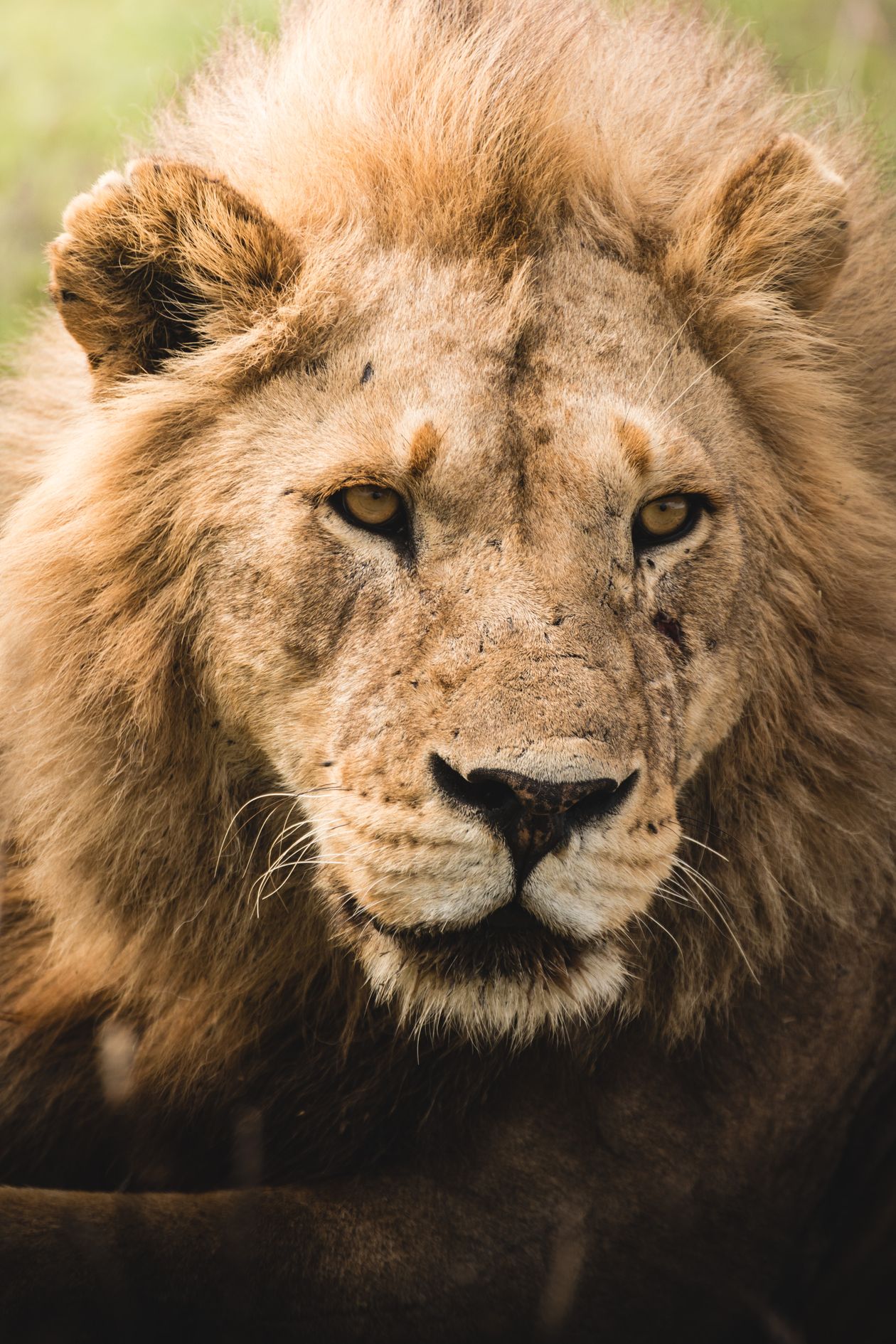 Male lion resting in the Serengeti savanna, Tanzania