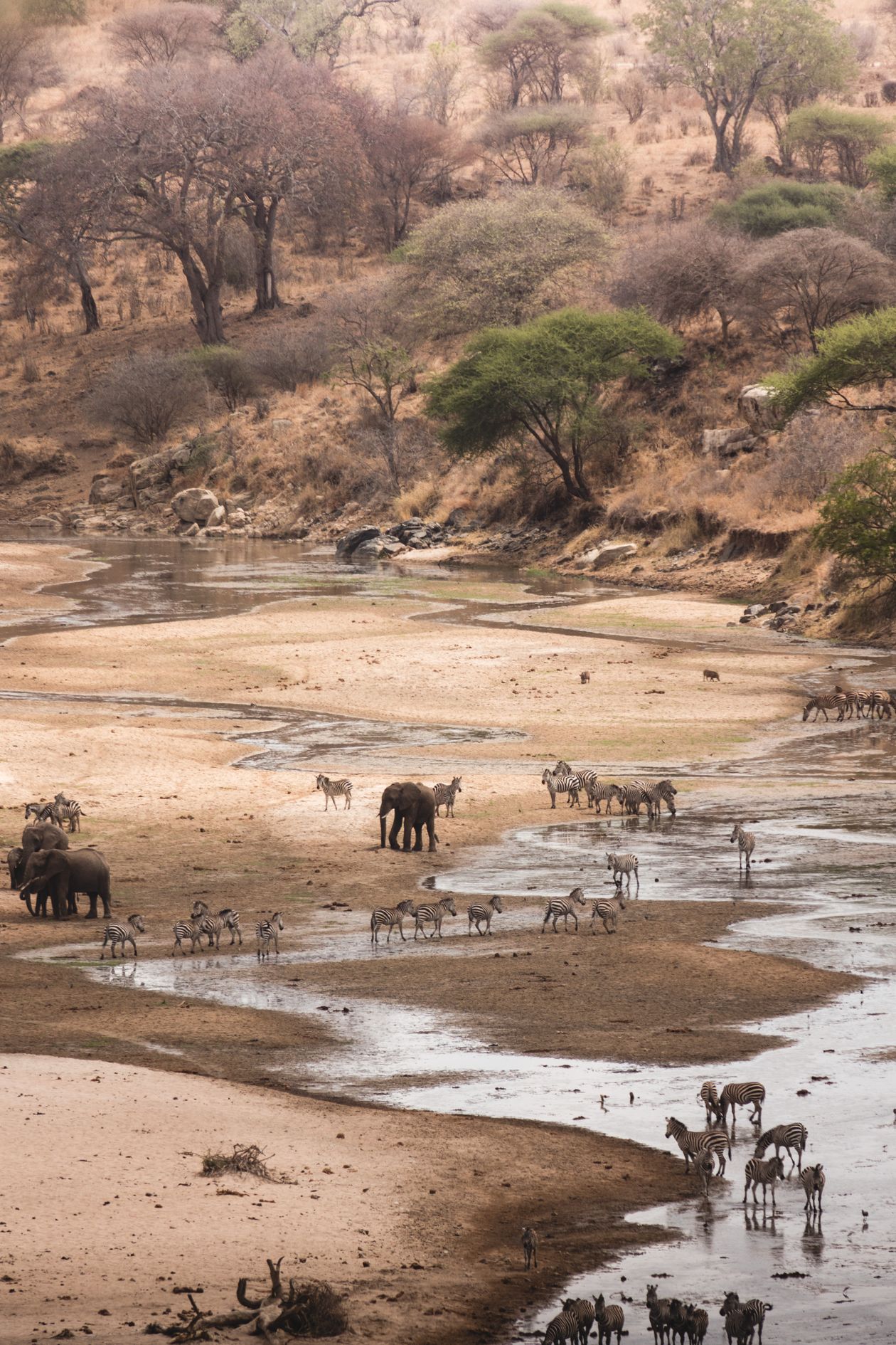Elephants and zebras gathering at a river in Tanzania during the dry season