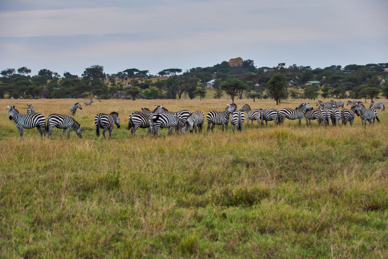 Zebras grazing on the open plains of Tanzania's northern safari circuit