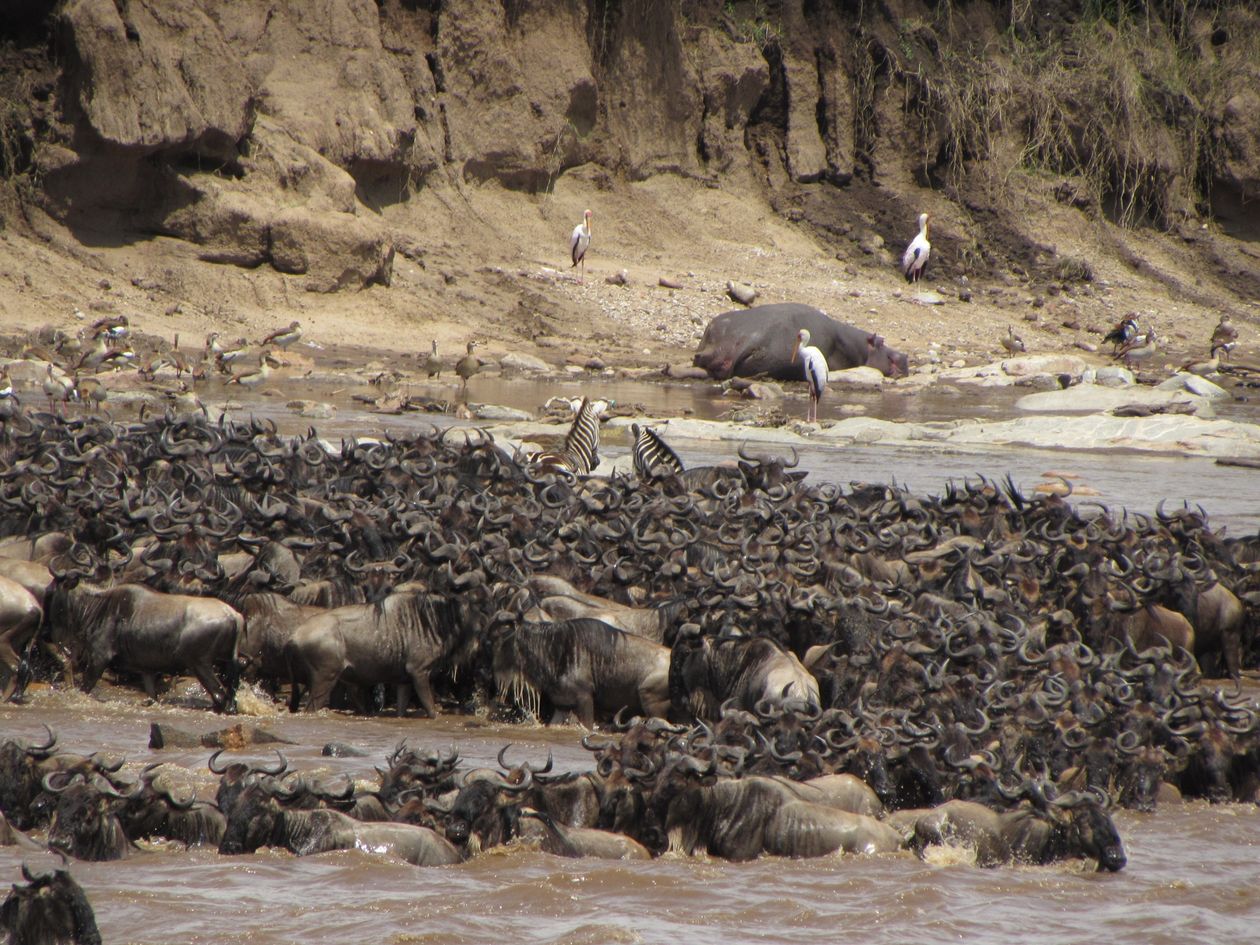 Wildebeest crossing a river during the Great Migration in Africa