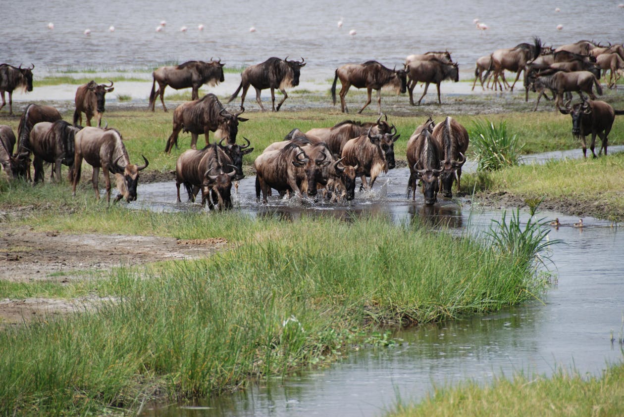 Herd of wildebeest crossing a river during the Great Migration in the northern Serengeti